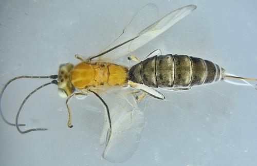 Réf. 353 127 : Piogaster sp.